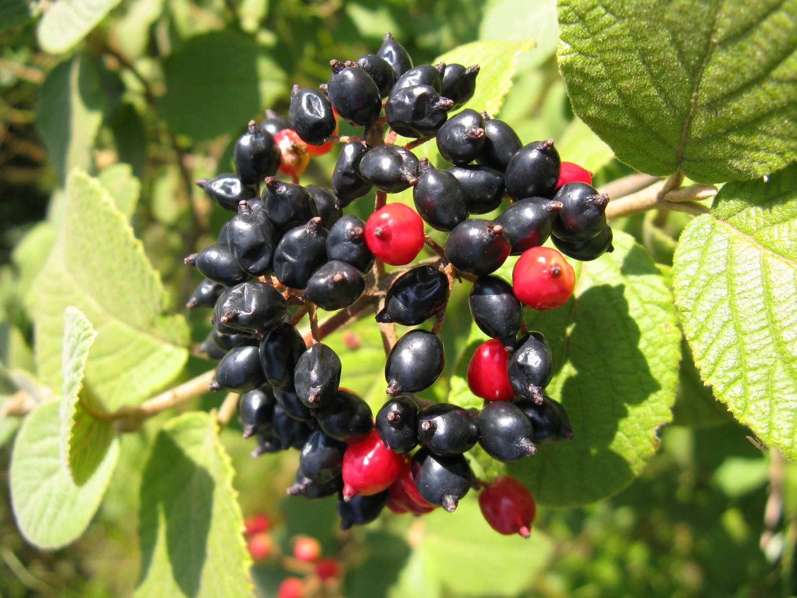 Viburnum lantana / Viburno lantana